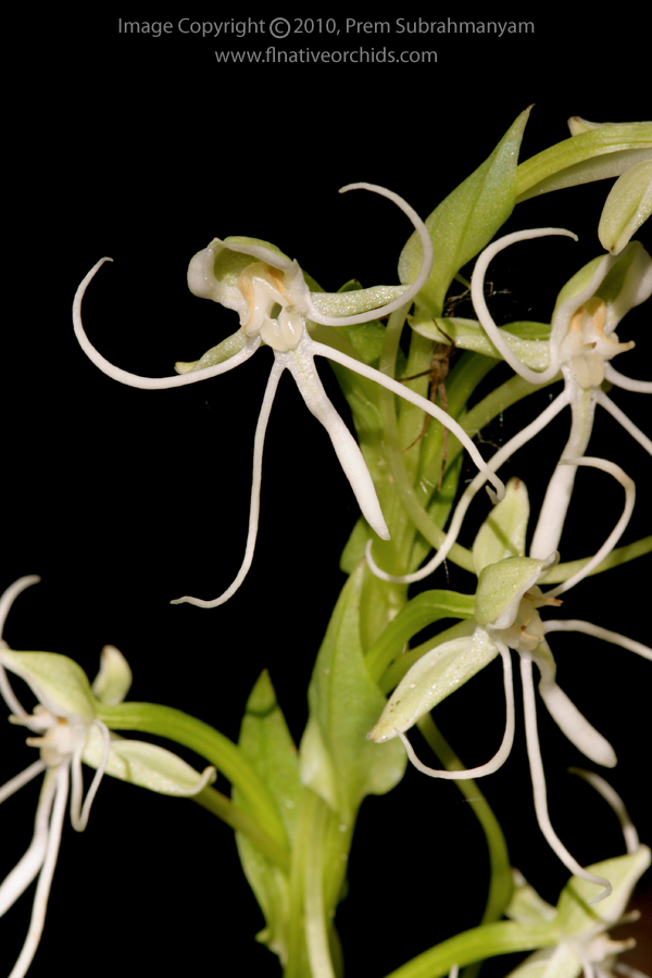 Long-horned False Rein-orchid (Habenaria macroceratitis)