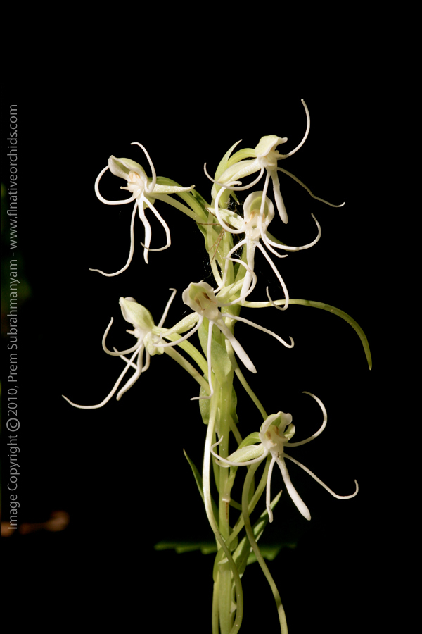 Long-horned False Rein-orchid (Habenaria macroceratitis)