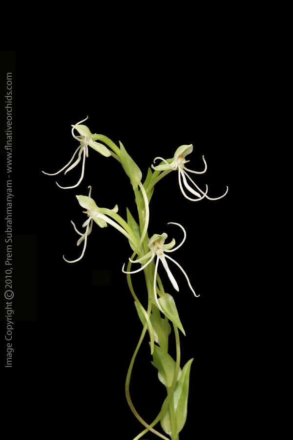 Long-horned False Rein Orchid (Habenaria macroceratitis) - full inflorescence.