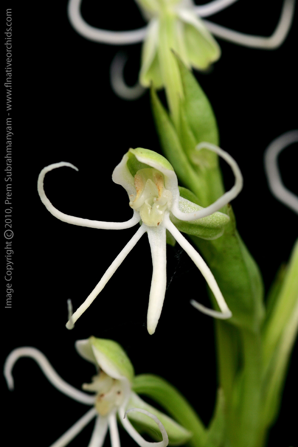 Michaux's Orchid (Habenaria quinqueseta)