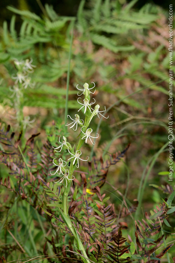 Michaux's Orchid (Habenaria quinqueseta)