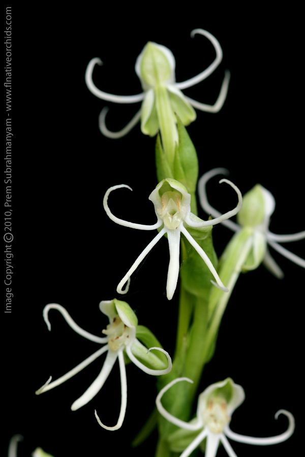 Michaux's Orchid (Habenaria quinqueseta)