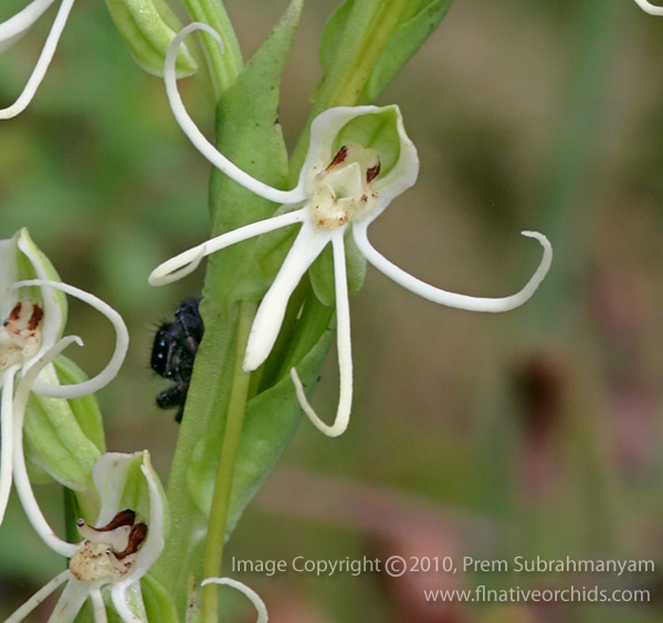Michaux's Orchid (Habenaria quinqueseta)