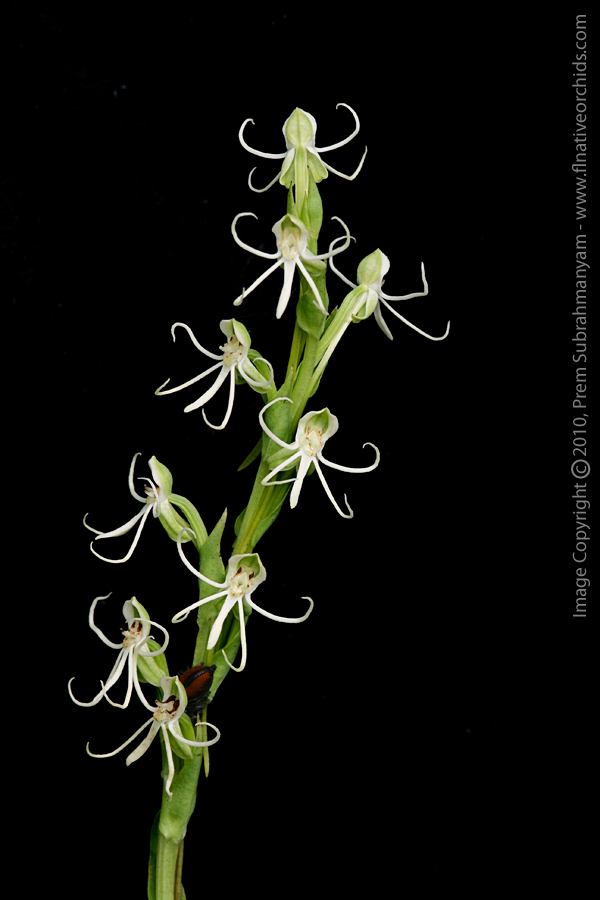 Michaux's Orchid (Habenaria quinqueseta)