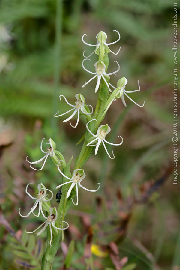 Michaux's Orchid (Habenaria quinqueseta)