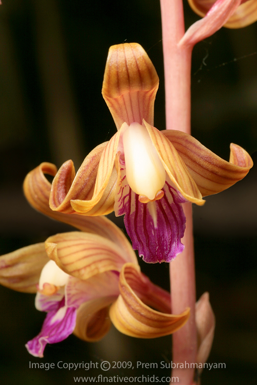 Crested Coralroot (Hexalectris spicata)