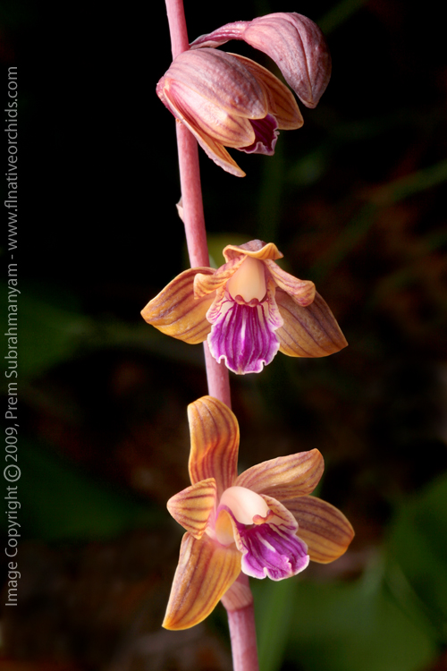 Crested Coralroot (Hexalectris spicata) - closeup of several flowers.