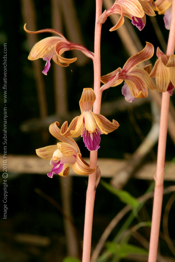 Crested Coralroot (Hexalectris spicata) - Partial Closeup