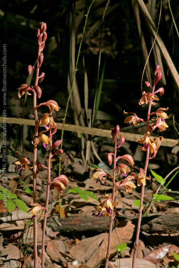 Crested Coralroot (Hexalectris spicata) - Plants In Situ