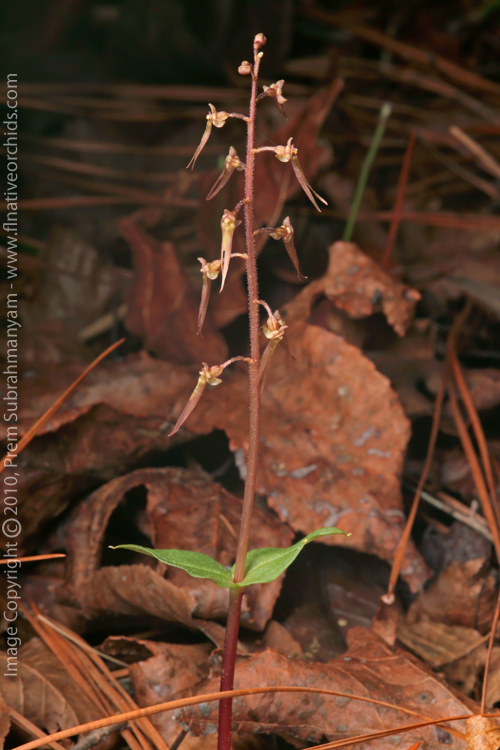 Southern Twayblade (Listera australis) - 