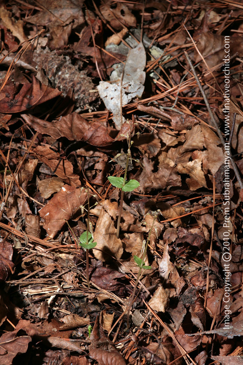 Southern Twayblade (Listera australis) 
