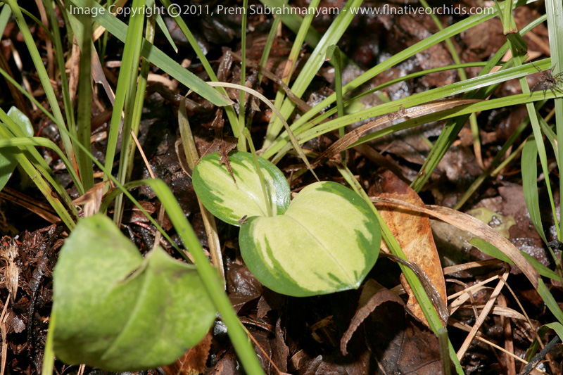 Florida Adder's Mouth - Variegated Form (Malaxis spicata fma. variegata  P.M. Brown, P. Subrahmanyam, J. Subrahmanyam