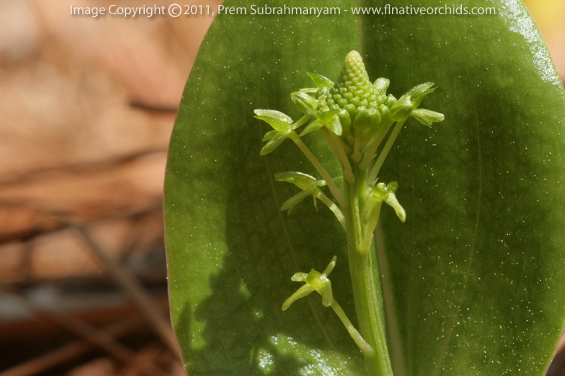 Green Adder's Mouth (Malaxis unifolia)