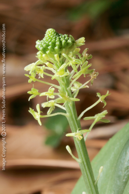 Green Adder's Mouth (Malaxis unifolia)