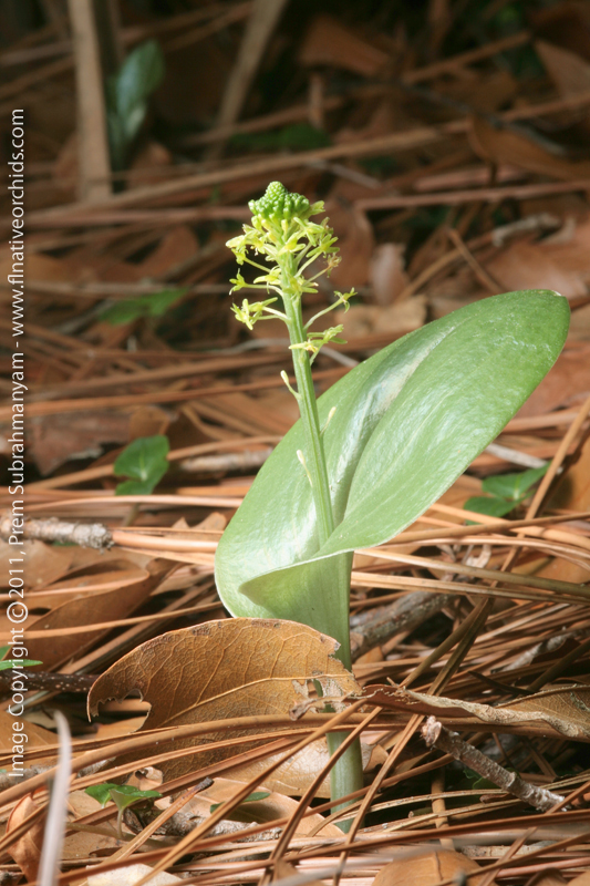 Green Adder's Mouth (Malaxis unifolia)