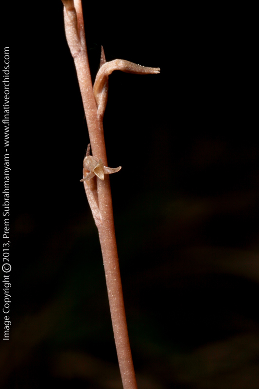 Copper Ladies Tresses (Mesadenus lucayanus)
