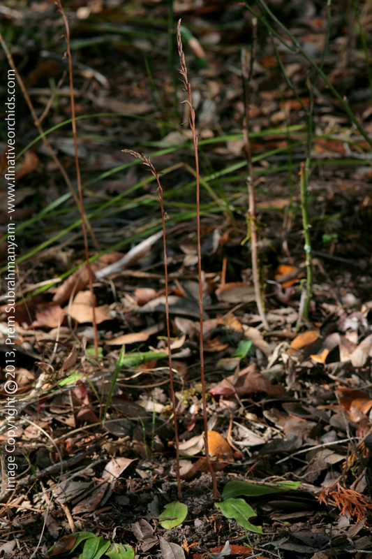Copper Ladies Tresses (Mesadenus lucayanus)