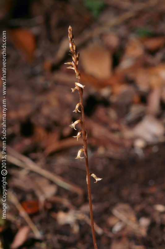 Copper Ladies Tresses (Mesadenus lucayanus)