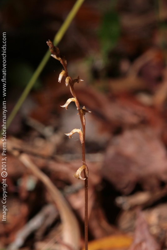 Copper Ladies Tresses (Mesadenus lucayanus)