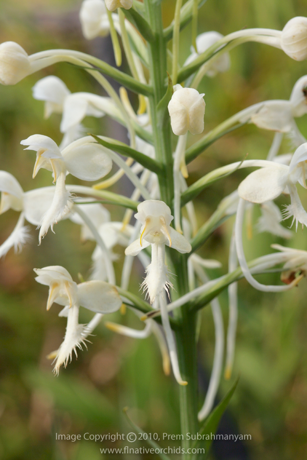 White Fringed Orchid (Platanthera blephariglottis var. conspicua) - flower closeup