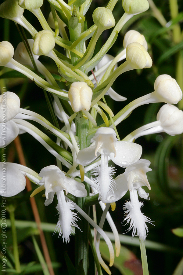 White Fringed Orchid (Platanthera blephariglottis var. conspicua) - closeup