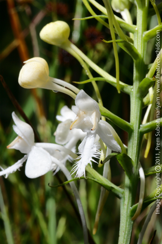 White Fringed Orchid (Platanthera blephariglottis) - flower closeup