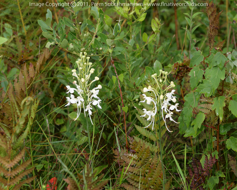 White Fringed Orchid (Platanthera blephariglottis) - plants in situ