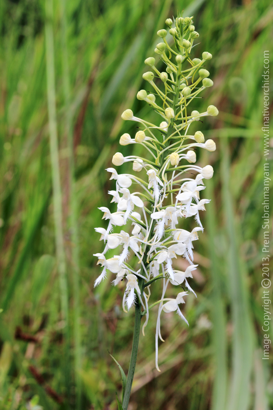 White Fringed Orchid (Platanthera blephariglottis v. conspicua)