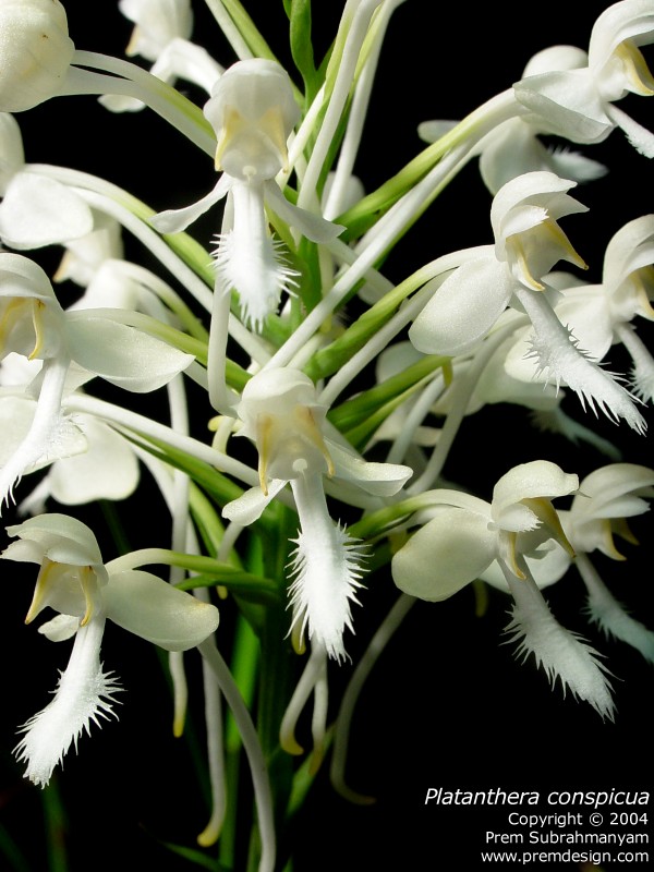 White Fringed Orchid (Platanthera blephariglottis var. conspicua) - closeup