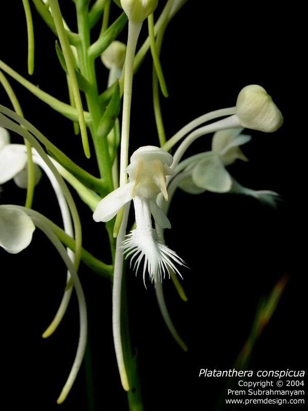 White Fringed Orchid (Platanthera blephariglottis var. conspicua) - closeup