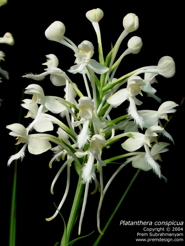 White Fringed Orchid (Platanthera blephariglottis var. conspicua) - full inflorescence.