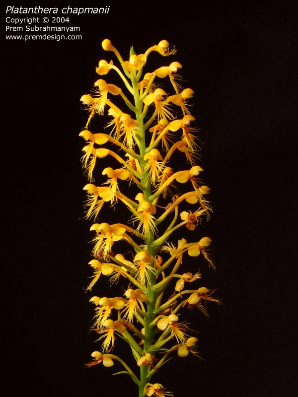 Chapman's Fringed Orchid (Platanthera chapmanii)