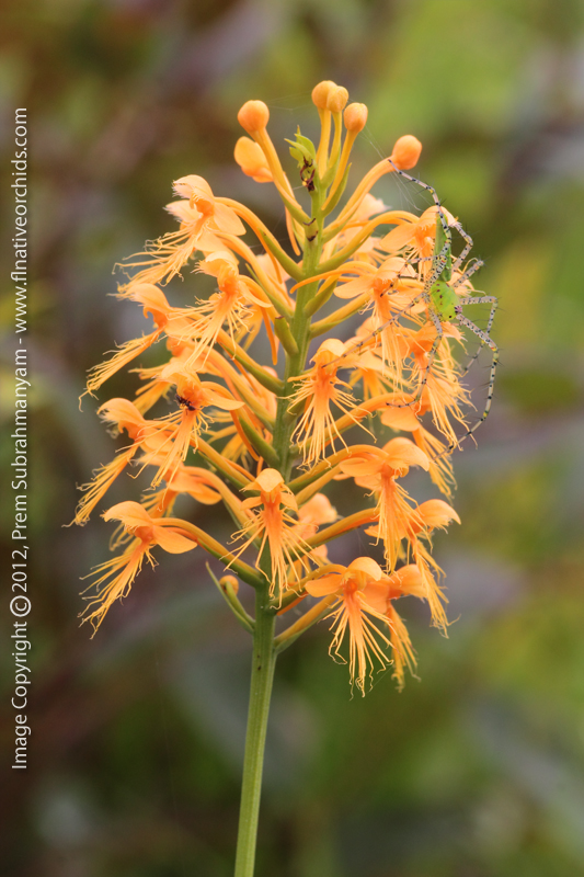 Chapman's Fringed Orchid (Platanthera chapmanii) - Entire Spike