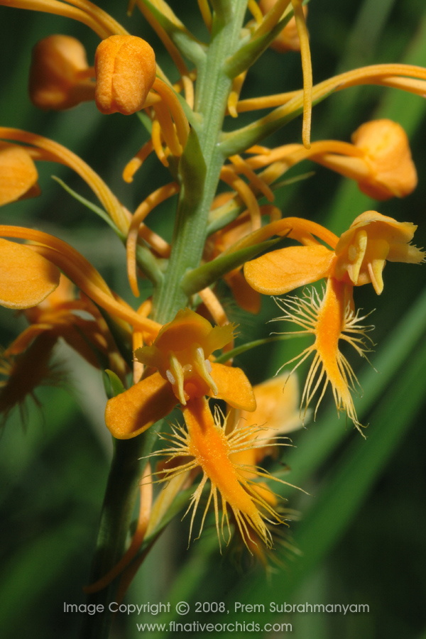 Orange Fringed Orchid (Platanthera ciliaris) - Pair of flowers, close-up.