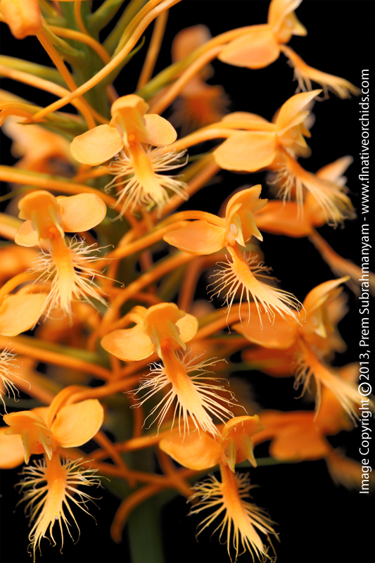 Orange Fringed Orchid (Platanthera ciliaris)