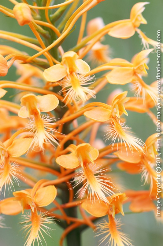 Orange Fringed Orchid (Platanthera ciliaris)