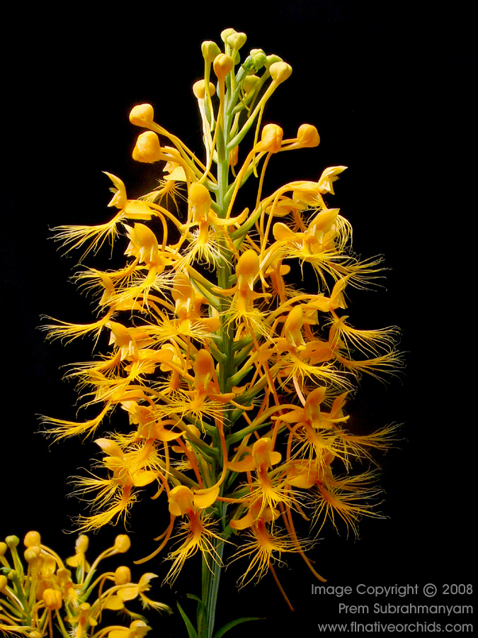 Orange Fringed Orchid (Platanthera ciliaris) - Spike as fully open as possible.