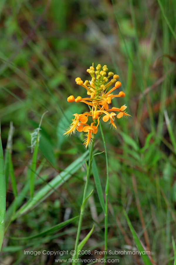 Orange Fringed Orchid (Platanthera ciliaris) - Flowering plant with environment.
