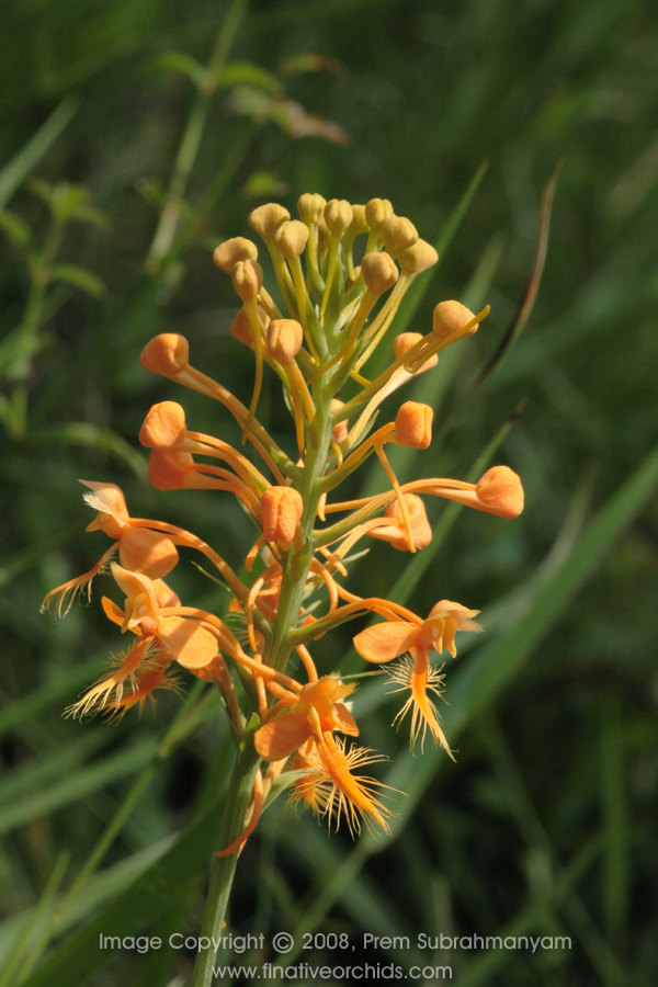 Orange Fringed Orchid (Platanthera ciliaris) - Plant with environment, closer shot.