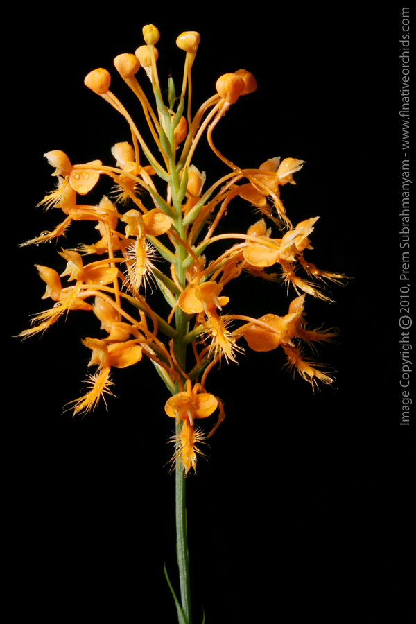 Orange Fringed Orchid (Platanthera ciliaris) - entire spike
