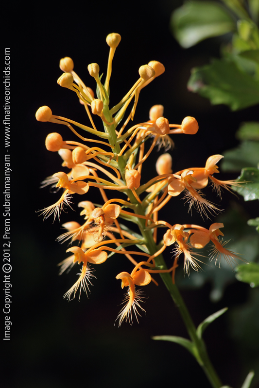 Orange Fringed Orchid (Platanthera ciliaris) - whole spike