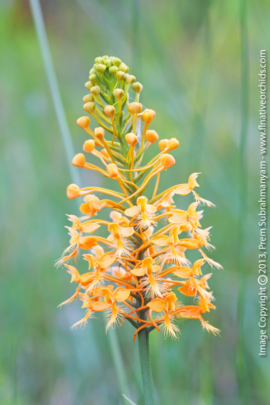 Orange Fringed Orchid (Platanthera ciliaris)