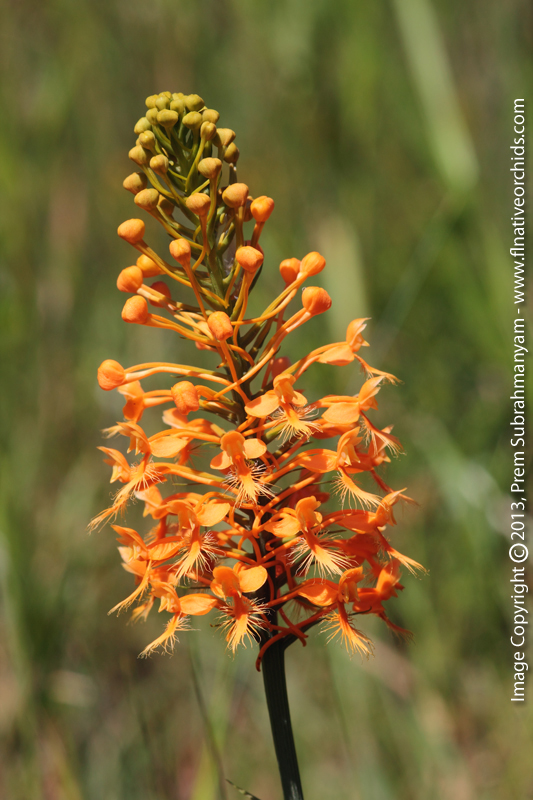 Orange Fringed Orchid (Platanthera ciliaris)