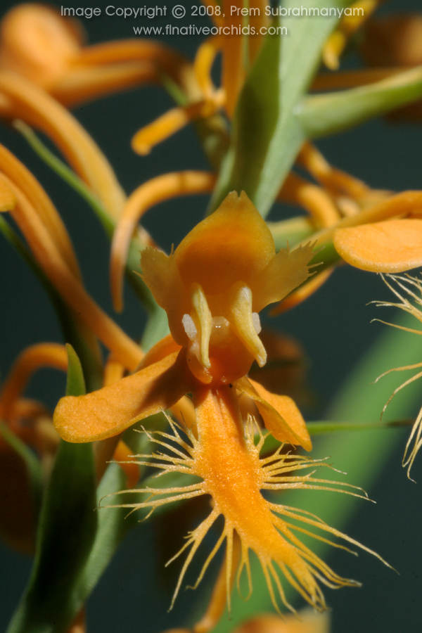 Orange Fringed Orchid (Platanthera ciliaris) - Extreme close-up shot.