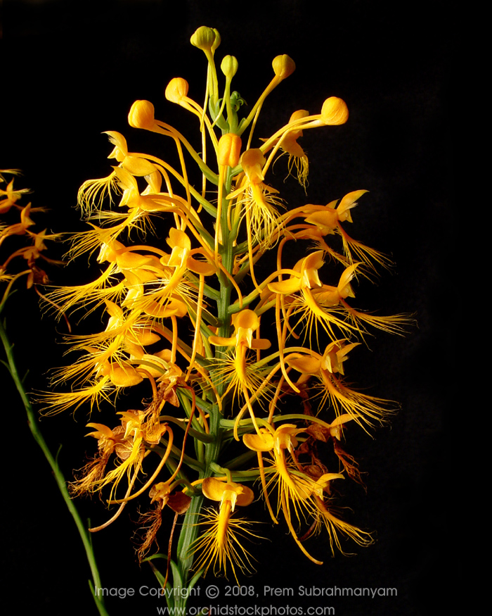 Orange Fringed Orchid (Platanthera ciliaris) - Entire flower spike.