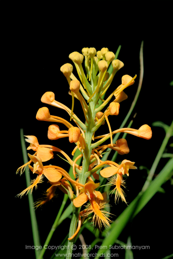 Orange Fringed Orchid (Platanthera ciliaris) - Entire flower spike.