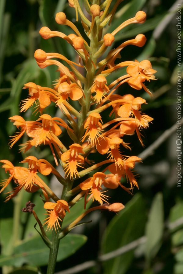 Hybrid Fringed Orchid (Platanthera x channellii)