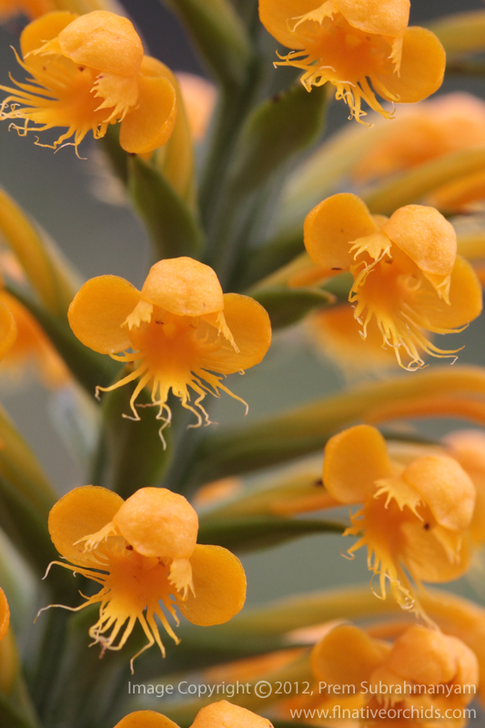 Crested Fringed Orchid (Platanthera cristata) - Flower Close-up