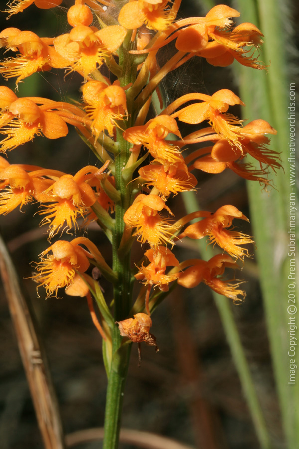 Crested Fringed Orchid (Platanthera cristata)