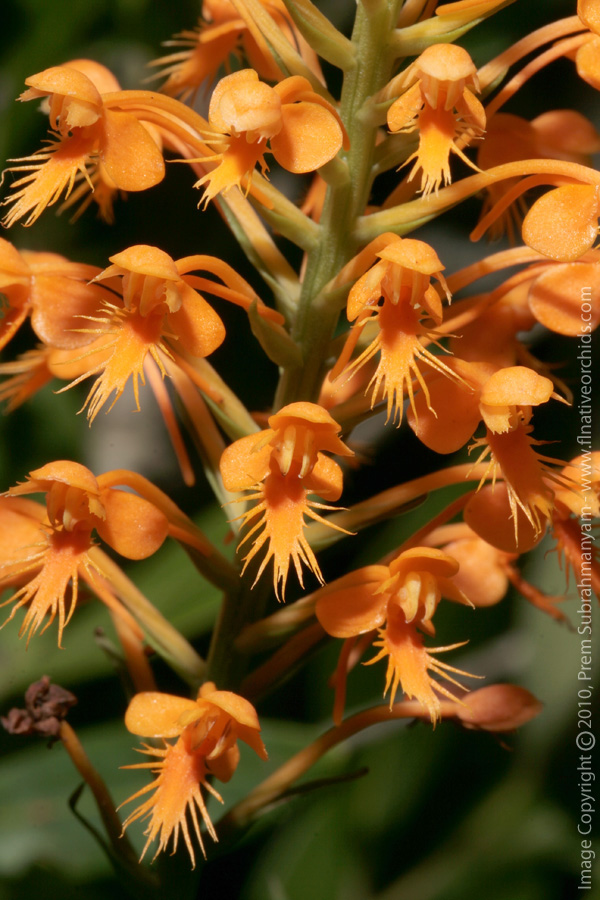 Hybrid Fringed Orchid (Platanthera x channellii)